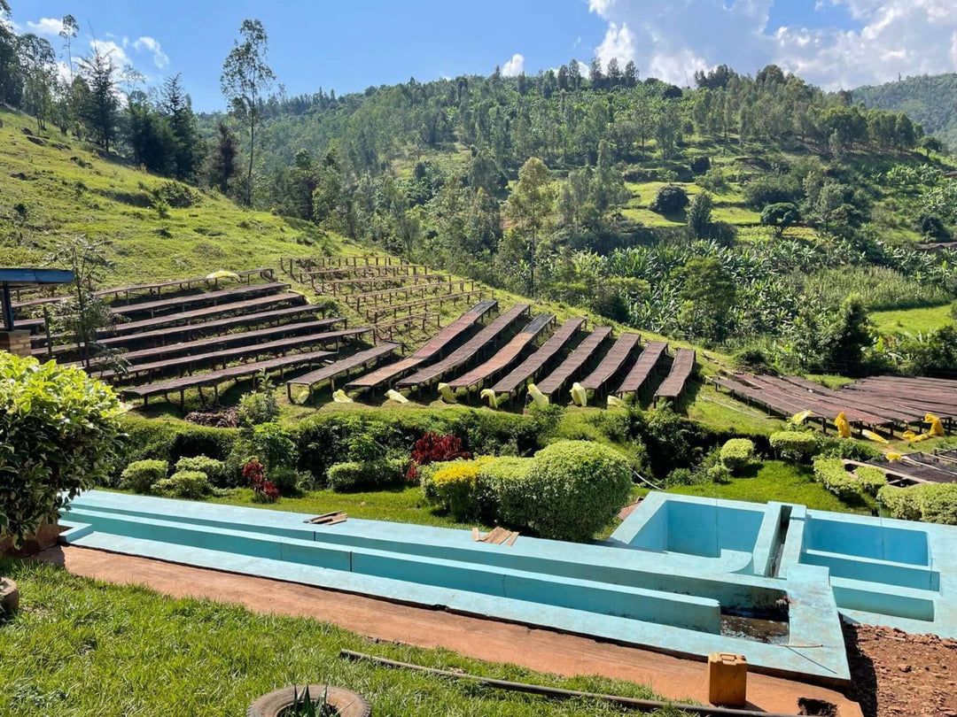 Rwanda, Nord Gakenke, Specialty Coffee Cycle Roasters