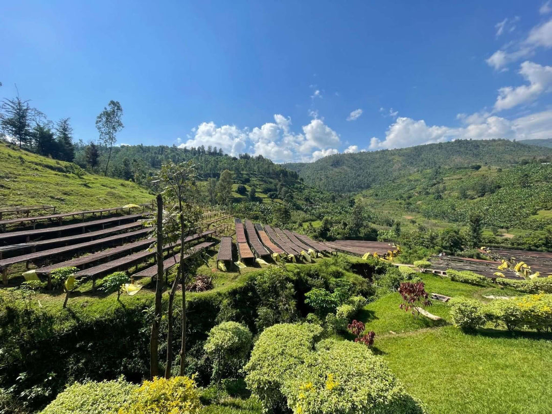 Rwanda, Nord Gakenke, Specialty Coffee Cycle Roasters