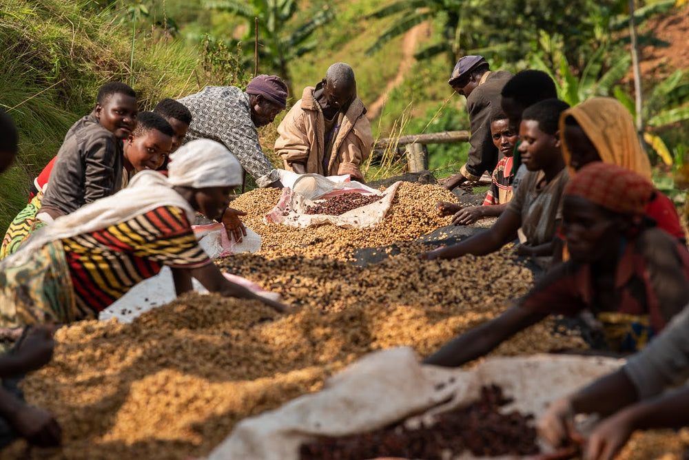 Specialty Coffee aus Burundi 
